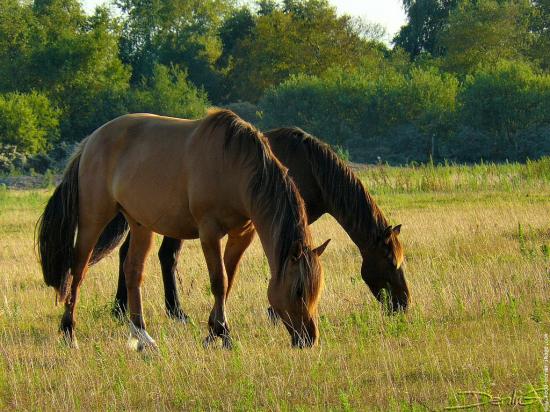 Chevaux