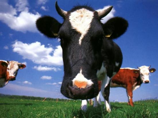 Vache