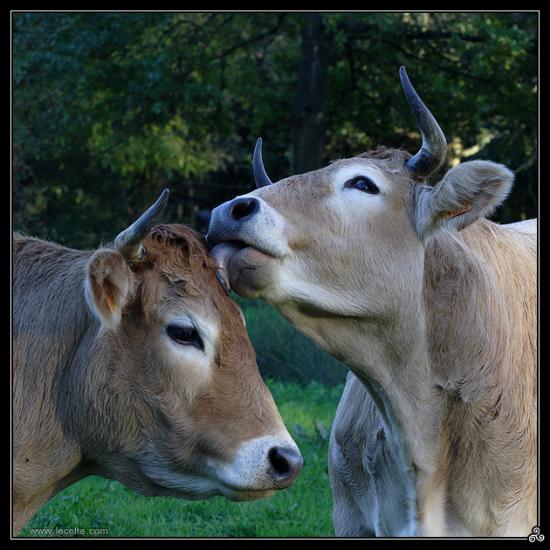 Bisous